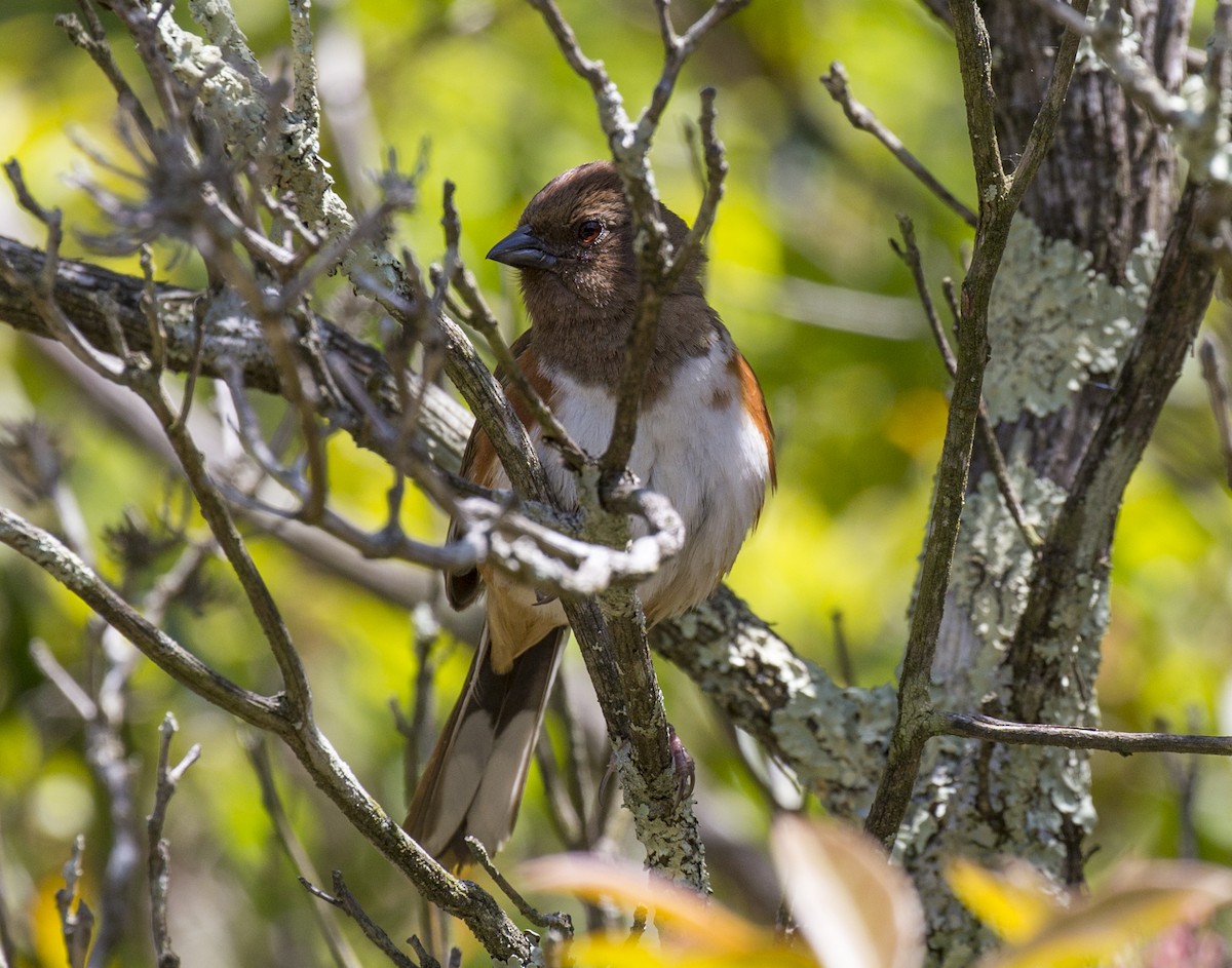 Eastern Towhee - ML578912091