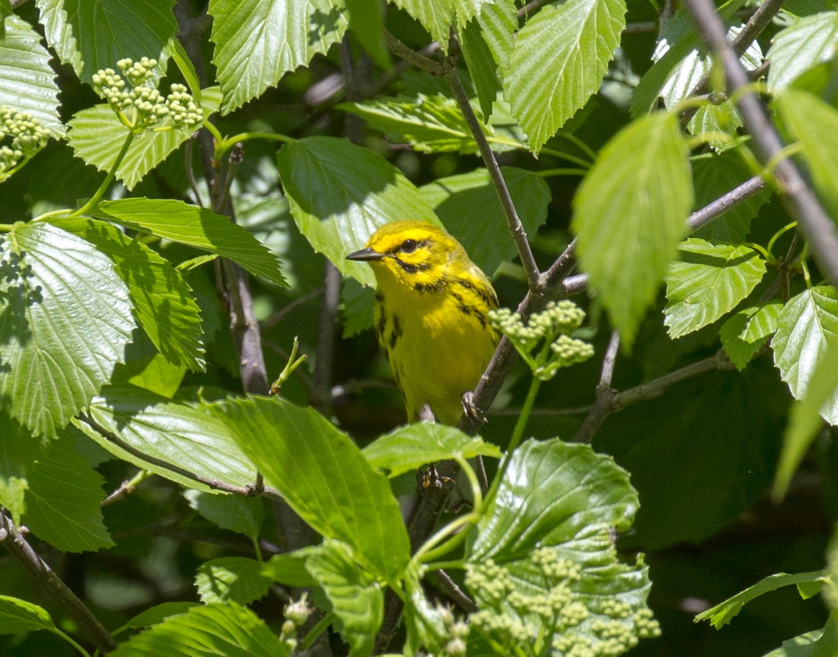 Prairie Warbler - ML578912101