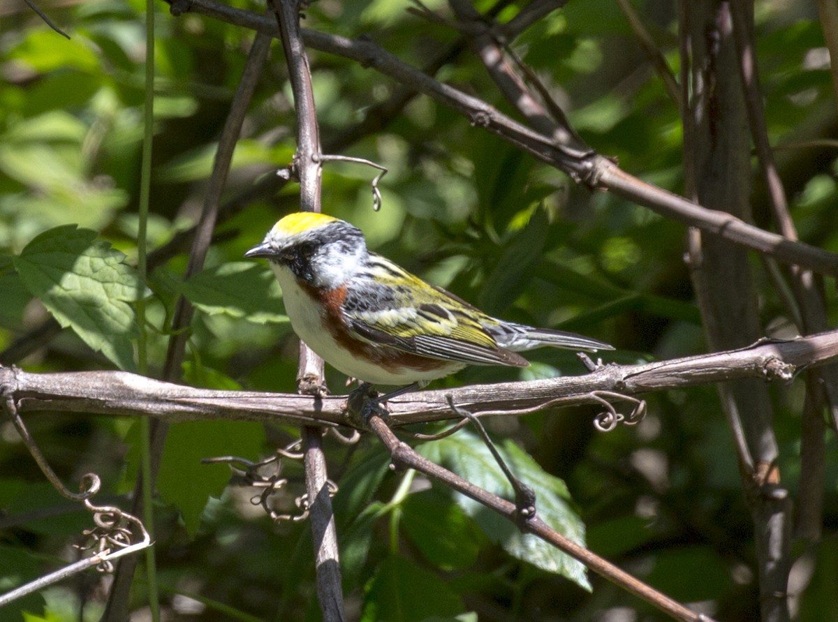 Chestnut-sided Warbler - ML578912131