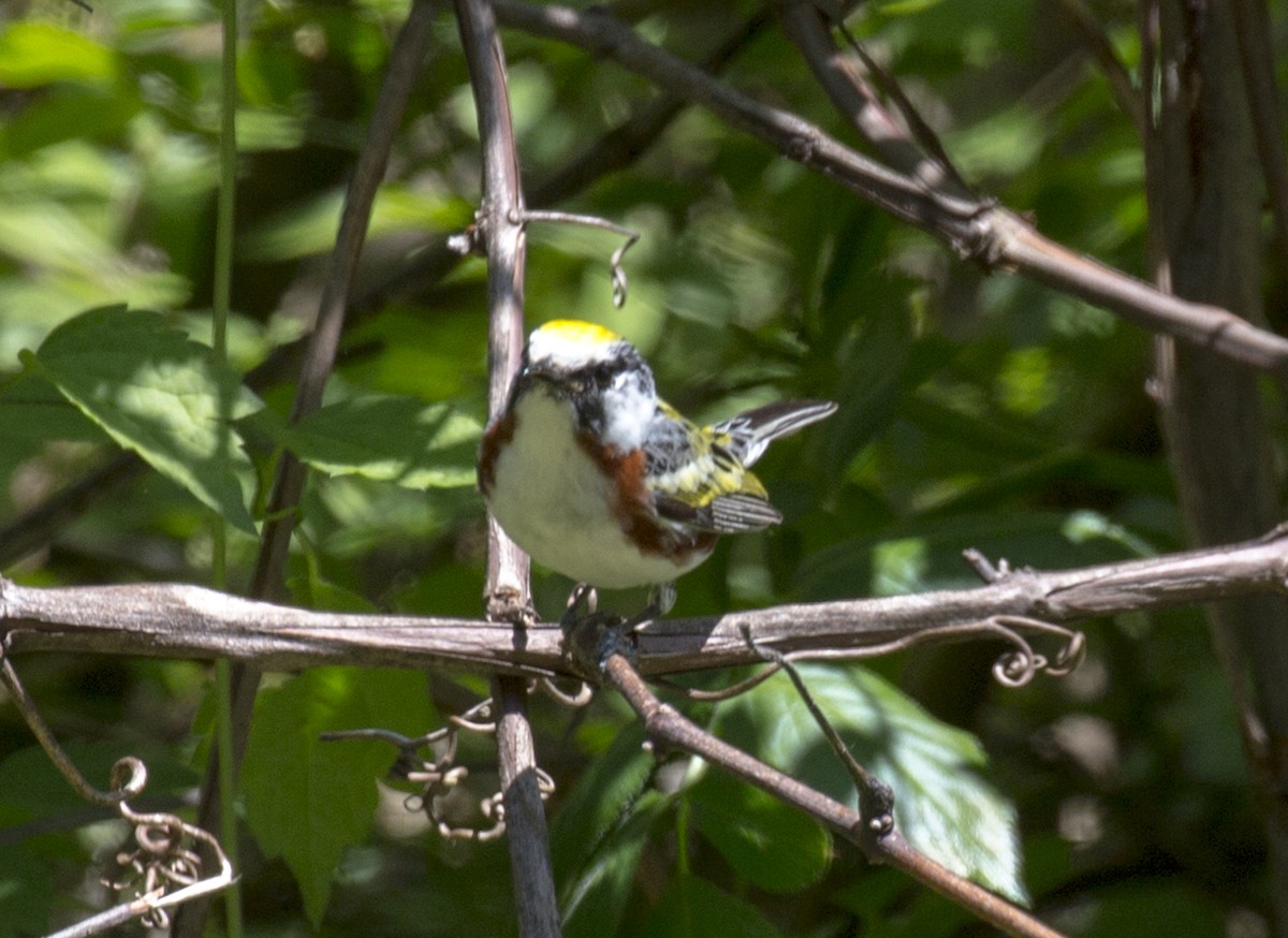 Chestnut-sided Warbler - ML578912181