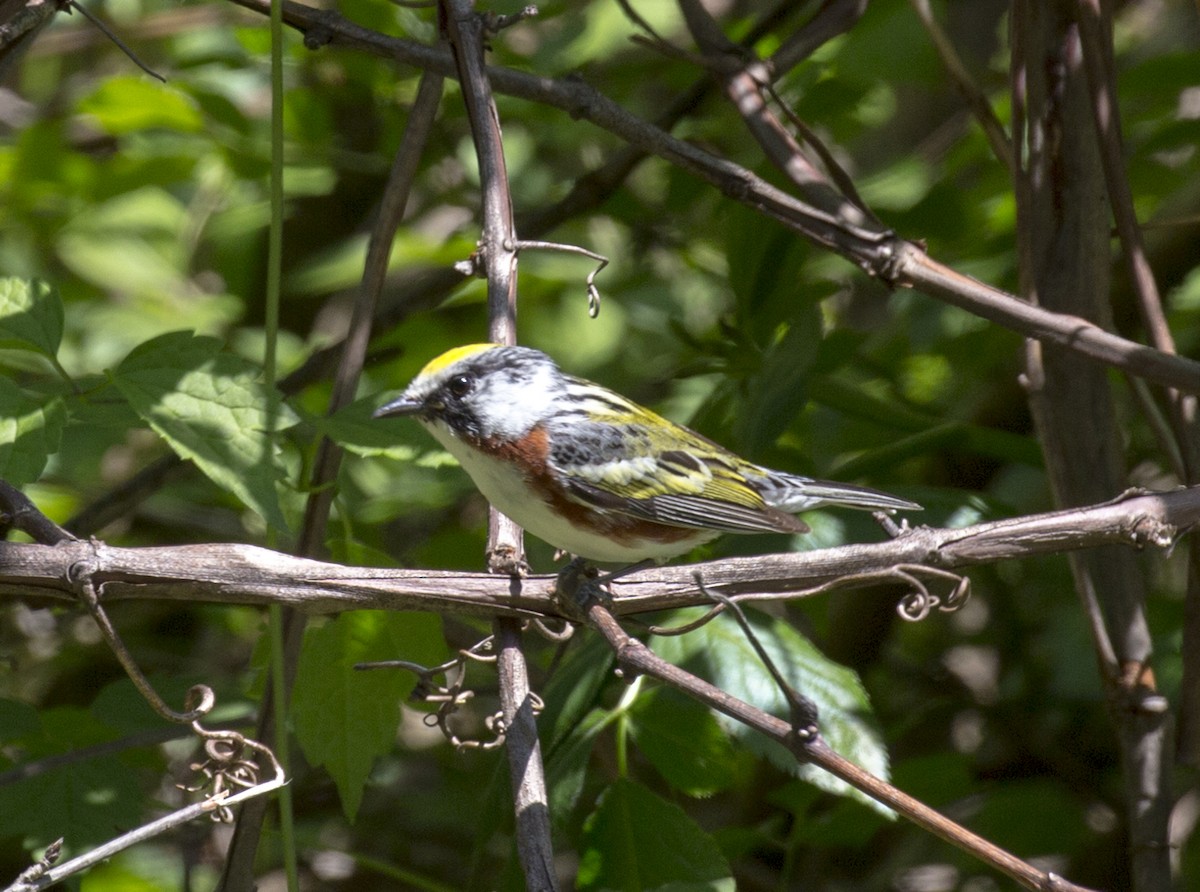 Chestnut-sided Warbler - ML578912191