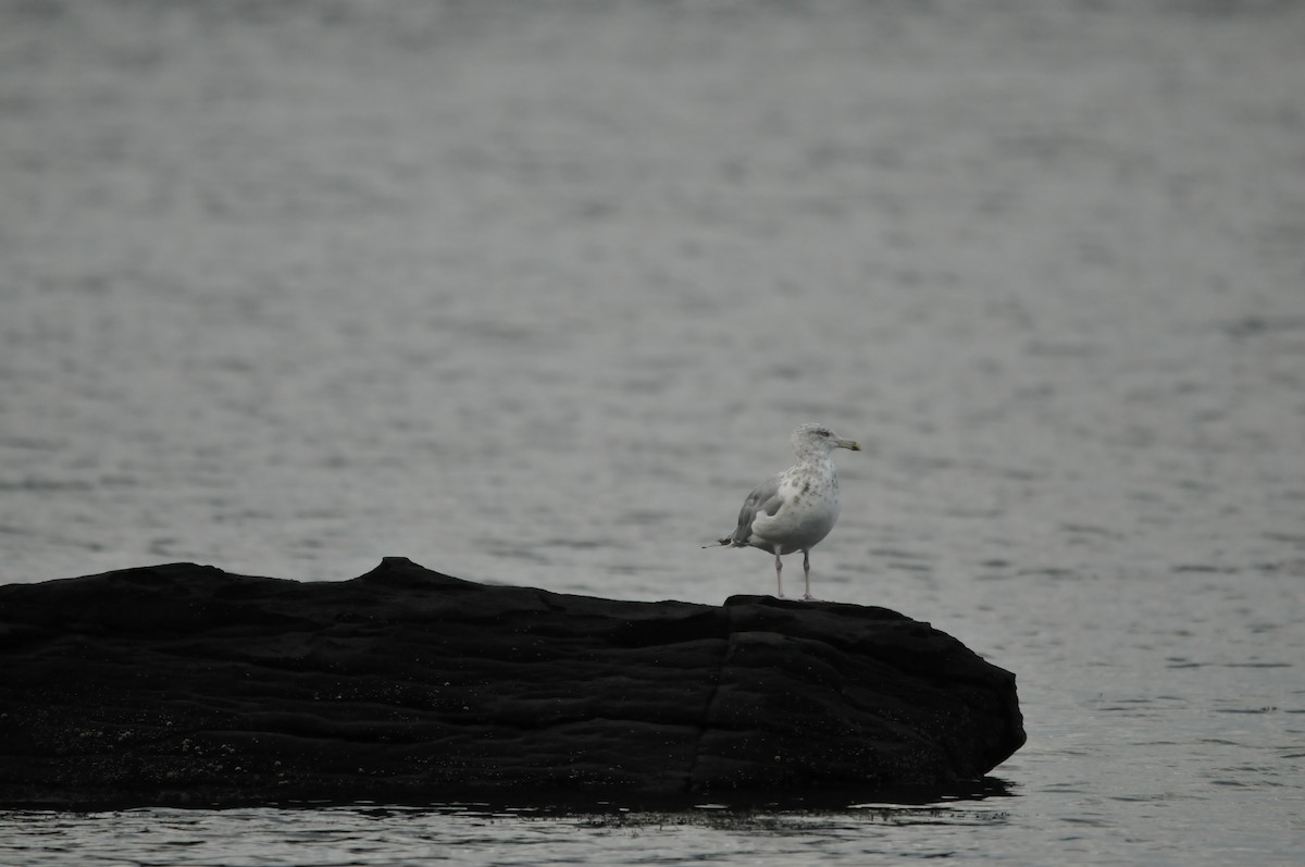 American Herring Gull - ML578912871