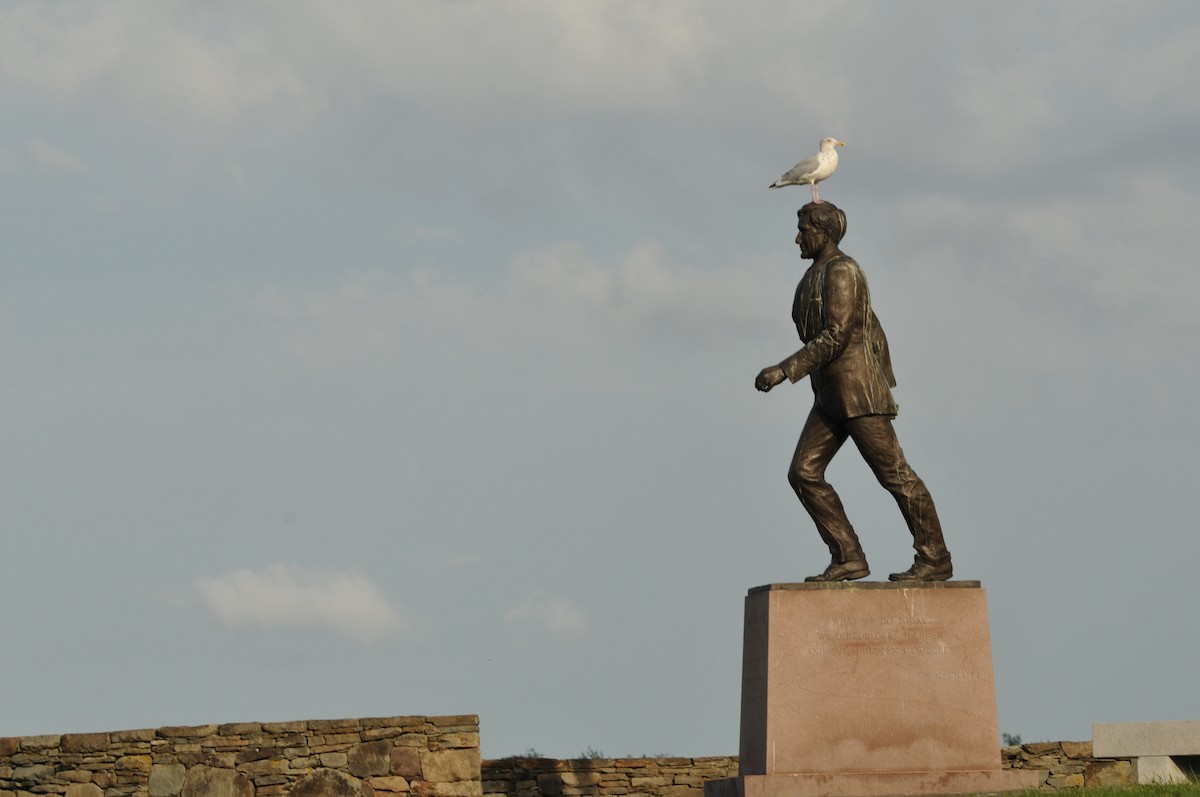 American Herring Gull - ML578912931
