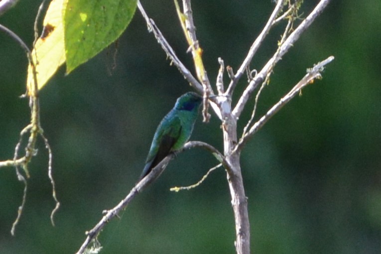 kolibřík modrouchý - ML578913001