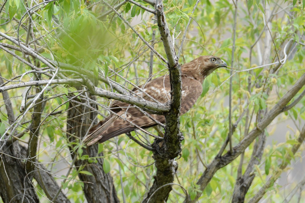 Red-tailed Hawk - ML57891331