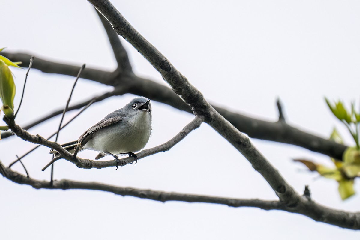 Blue-gray Gnatcatcher - ML578913481