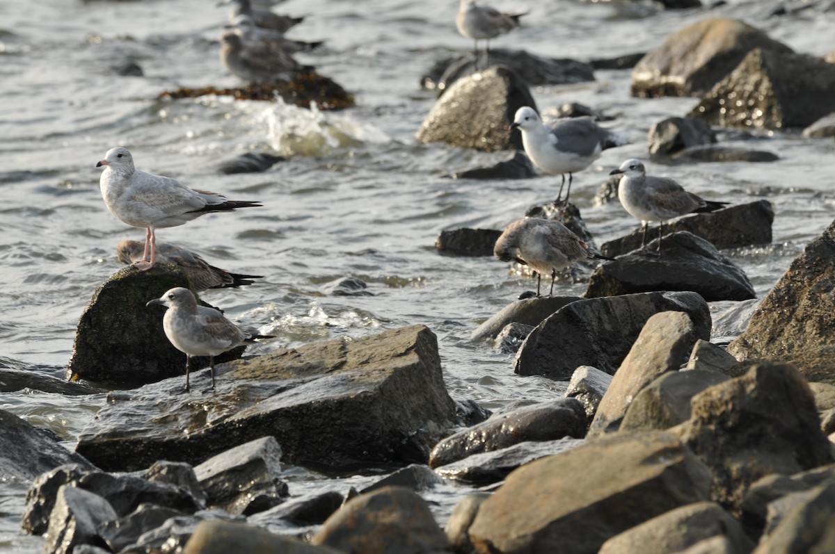 Ring-billed Gull - ML578913671