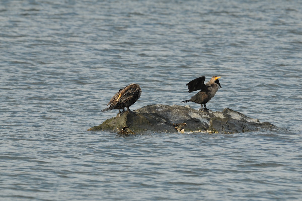 Double-crested Cormorant - ML578913701