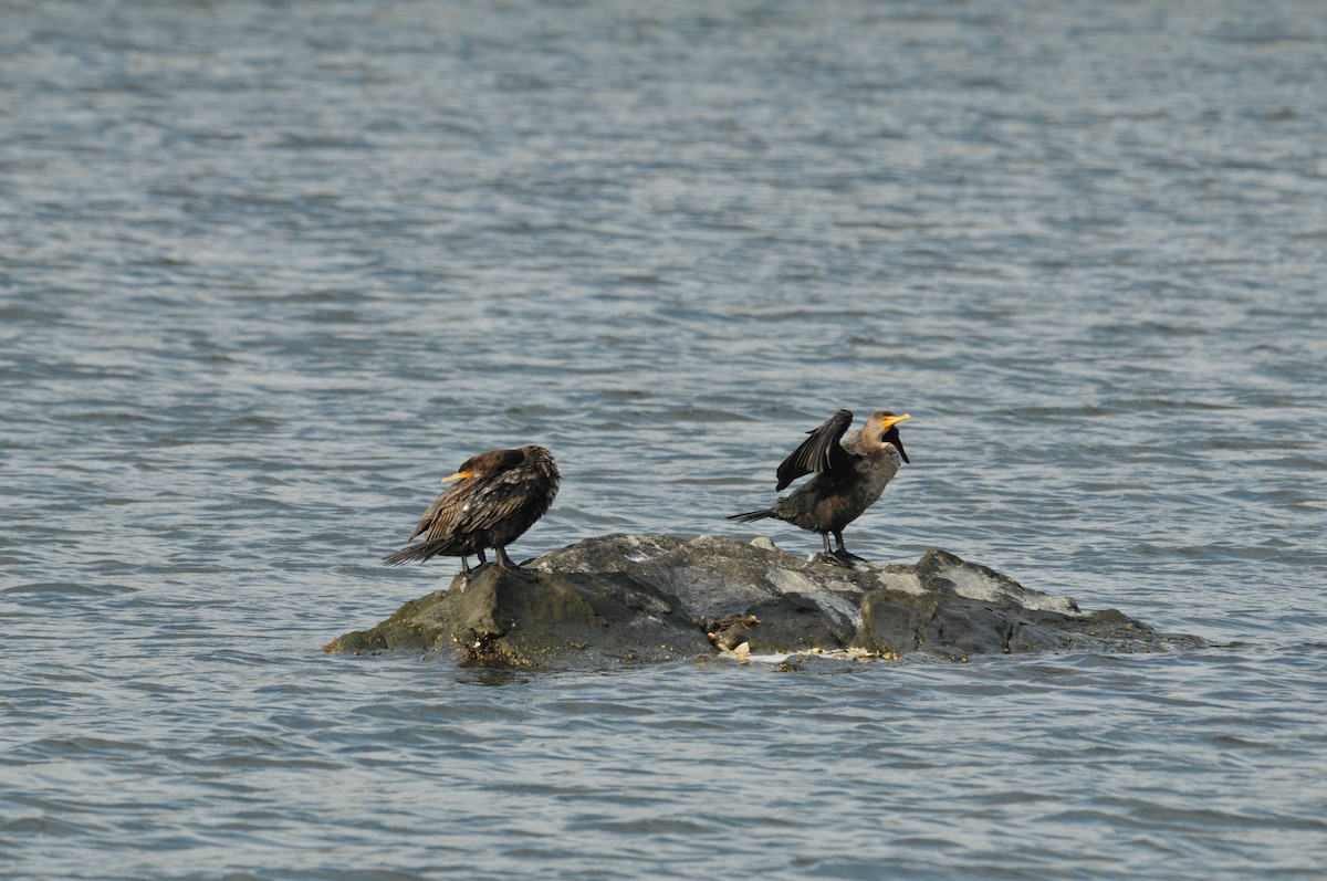 Double-crested Cormorant - ML578913711
