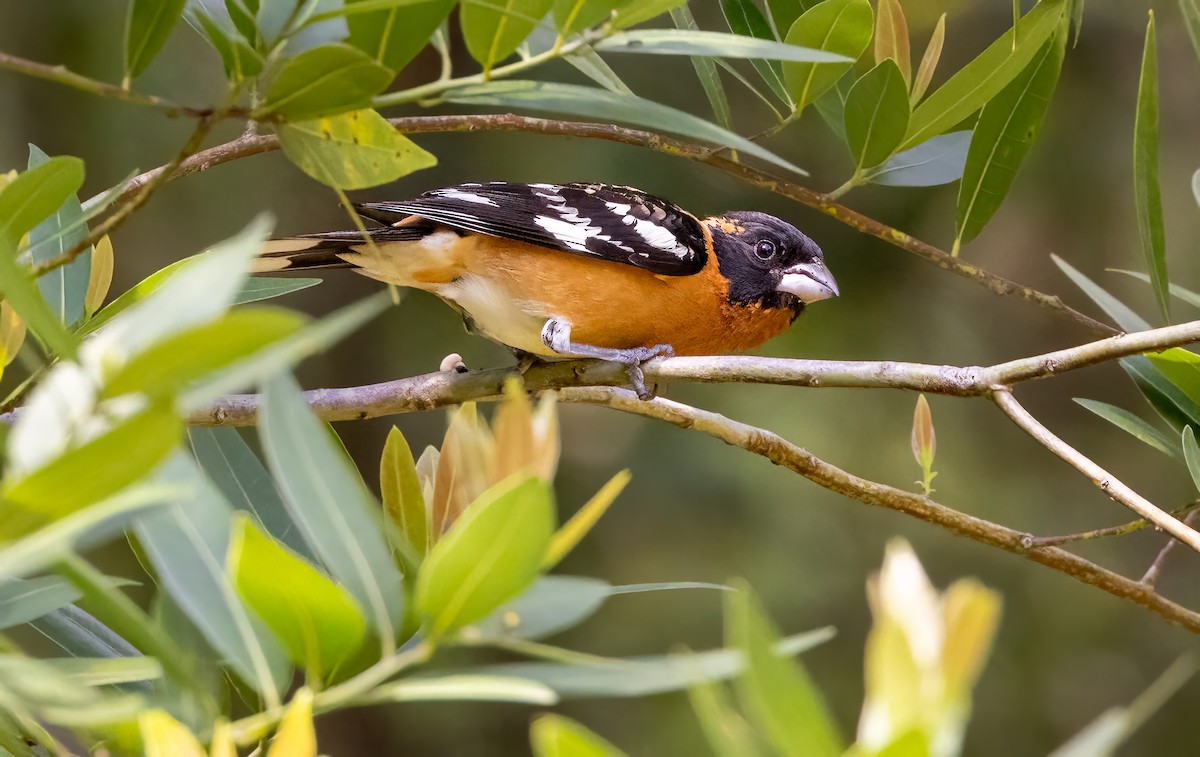 Black-headed Grosbeak - ML578914031