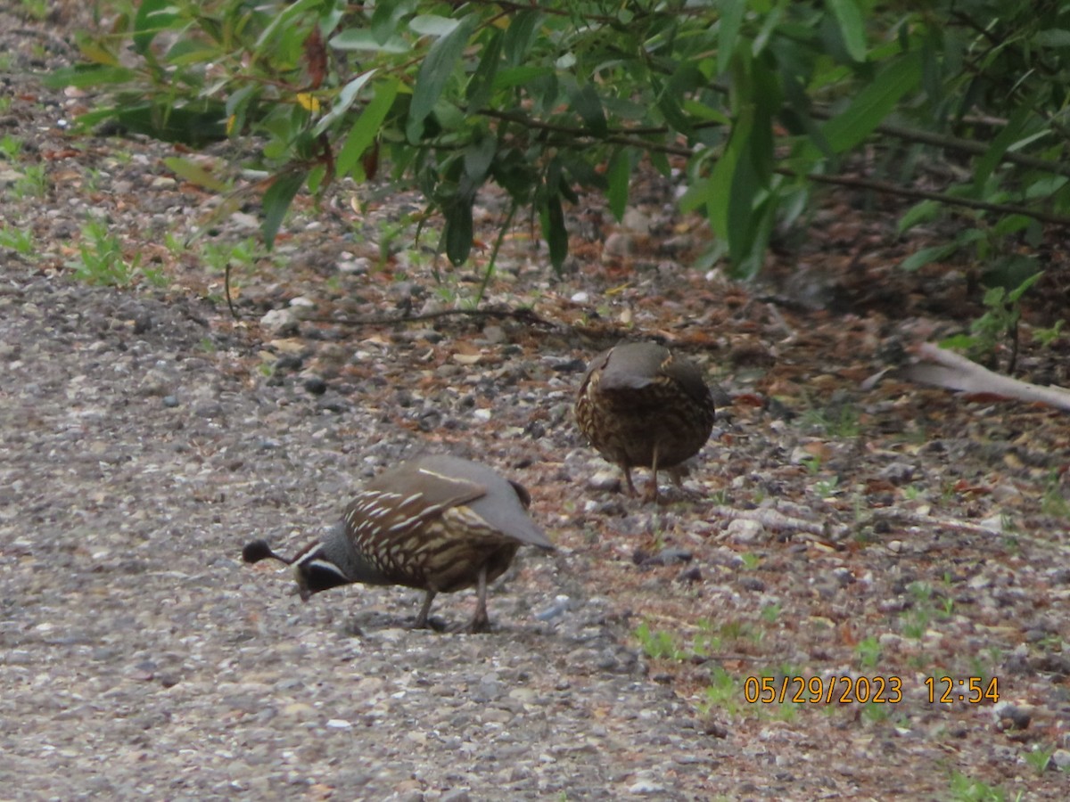 California Quail - ML578914121