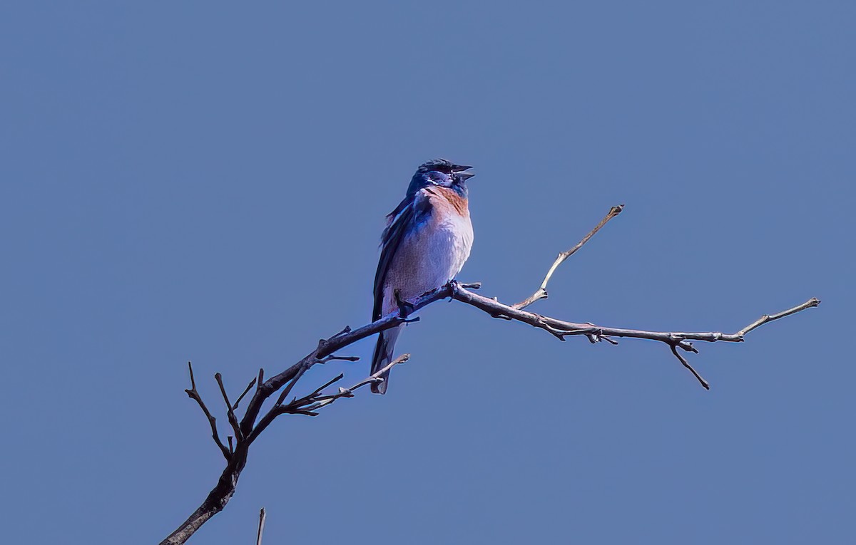 Lazuli Bunting - ML578914171