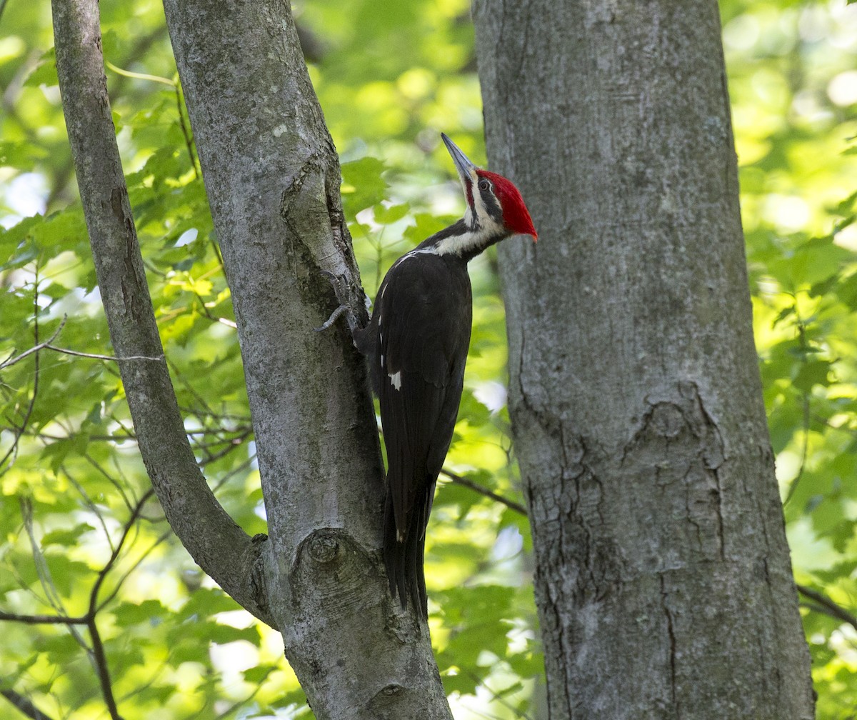 Pileated Woodpecker - Michael Richardson