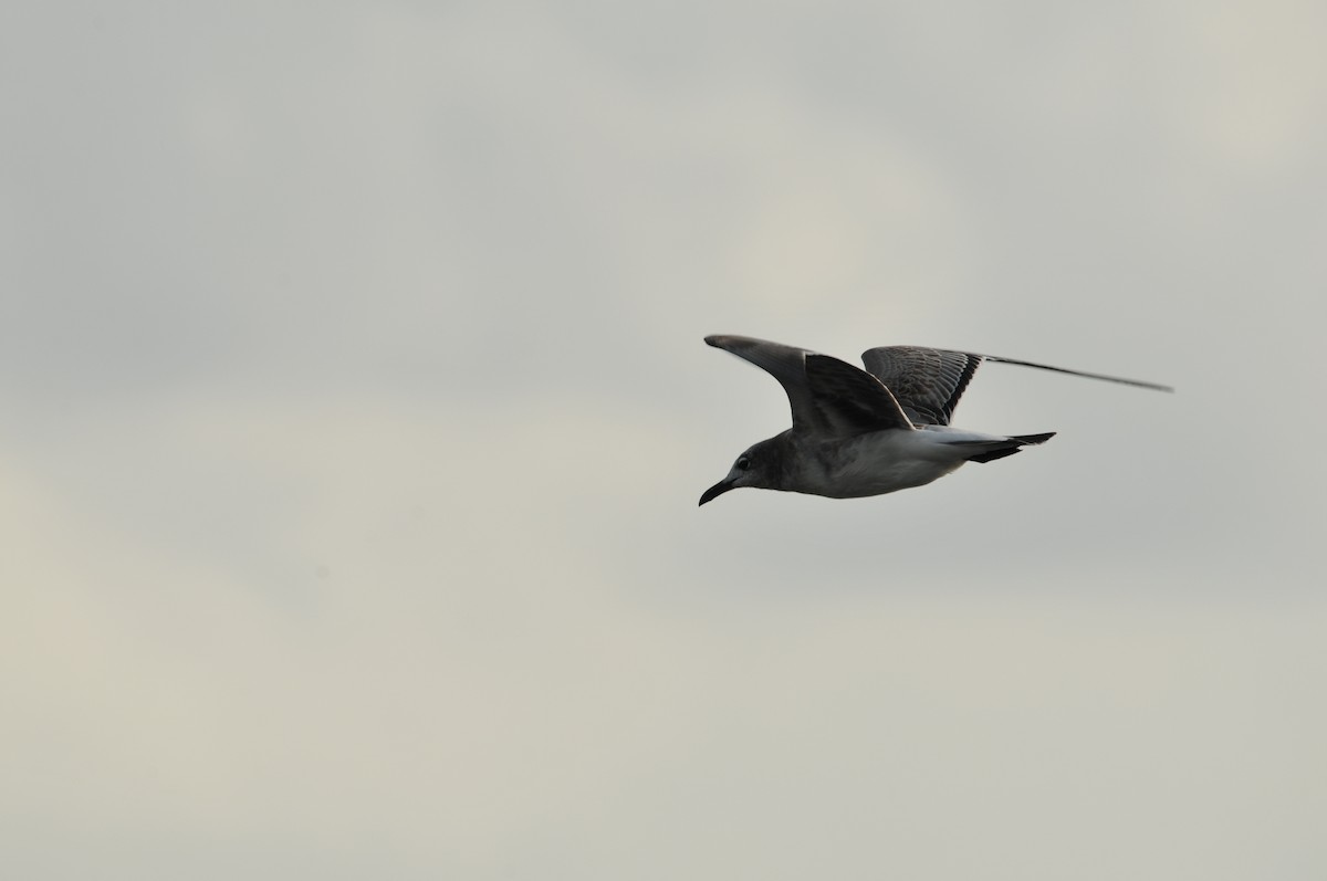 Laughing Gull - ML578914641