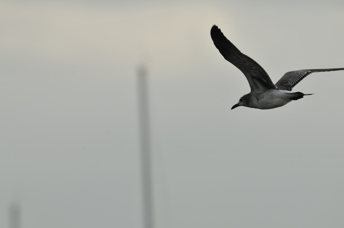 Laughing Gull - ML578914651