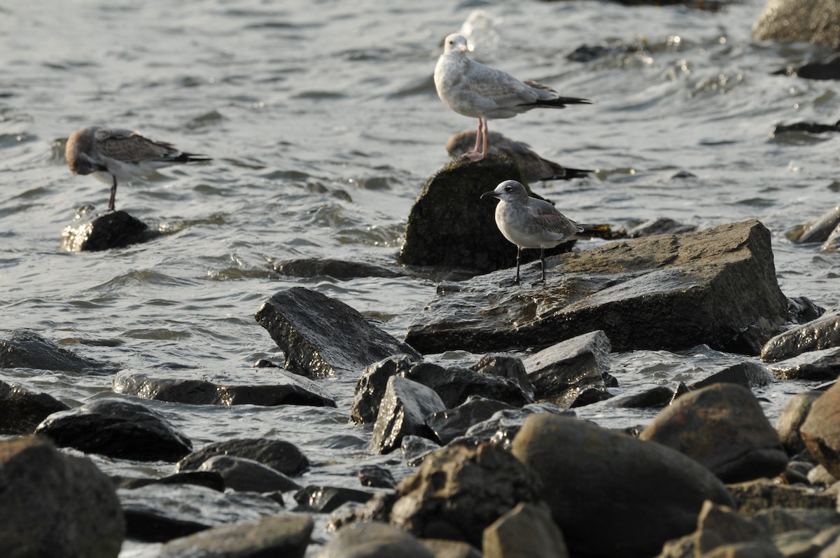 Laughing Gull - ML578914671