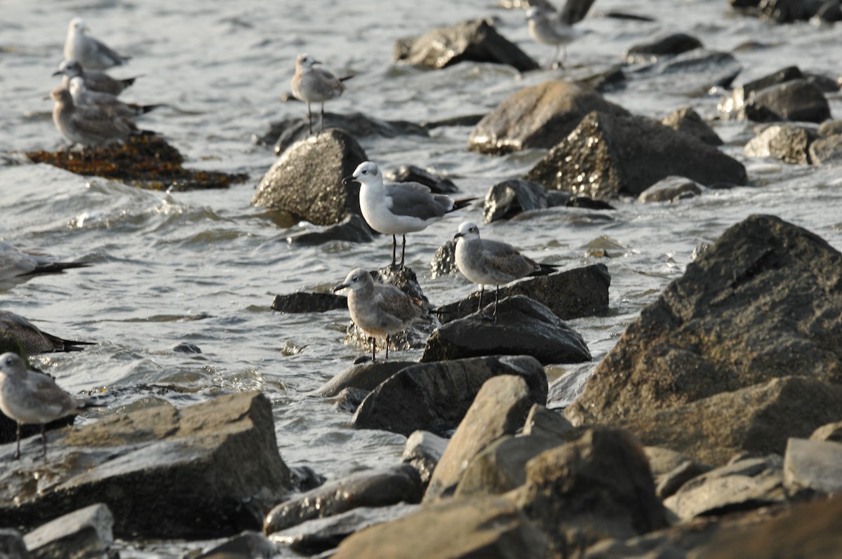 Laughing Gull - ML578914691