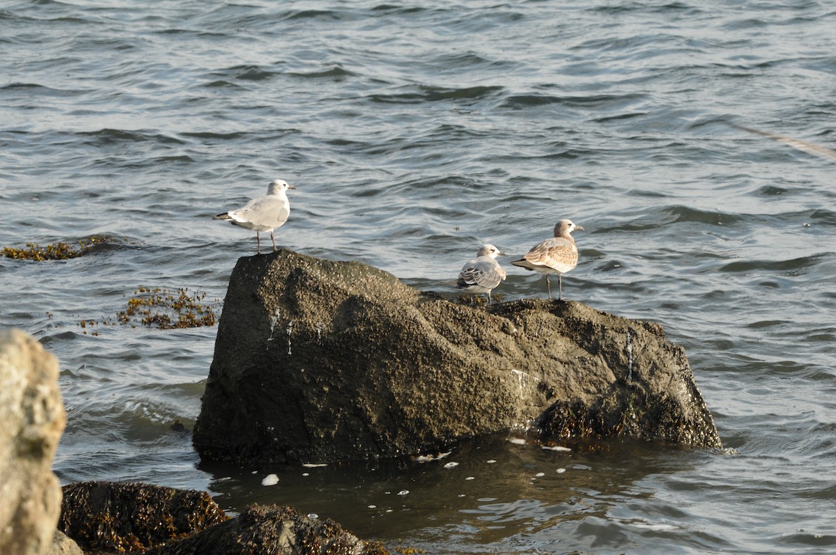 Laughing Gull - ML578914741
