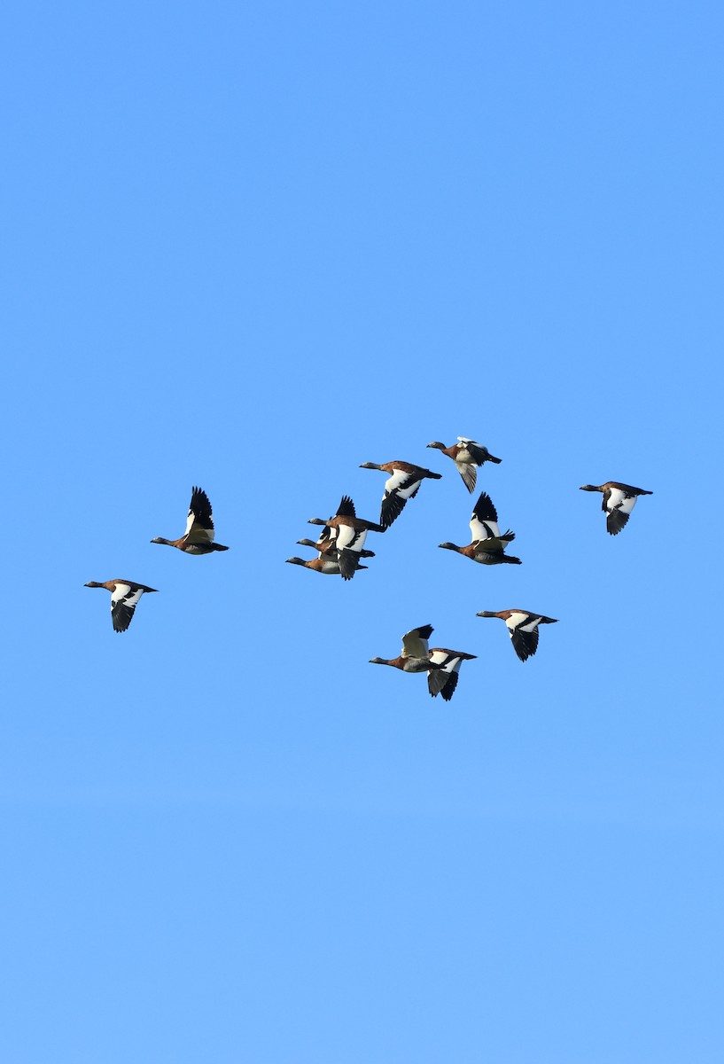 Ashy-headed Goose - ML578914761