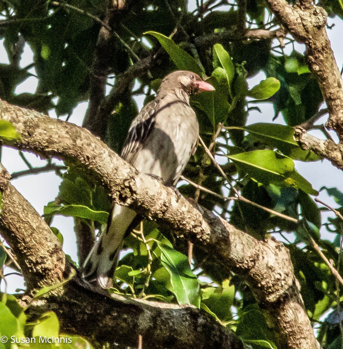 Greater Honeyguide - ML578915151