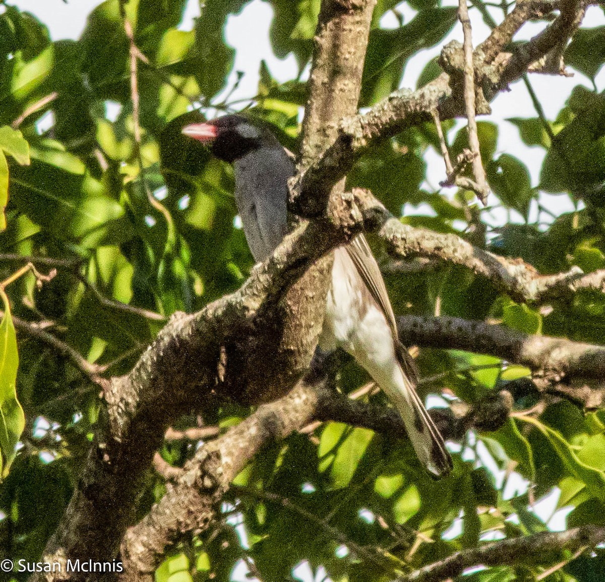 Greater Honeyguide - ML578915571