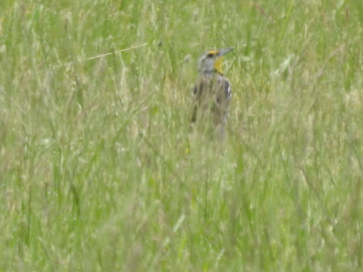 Eastern Meadowlark - ML578915611