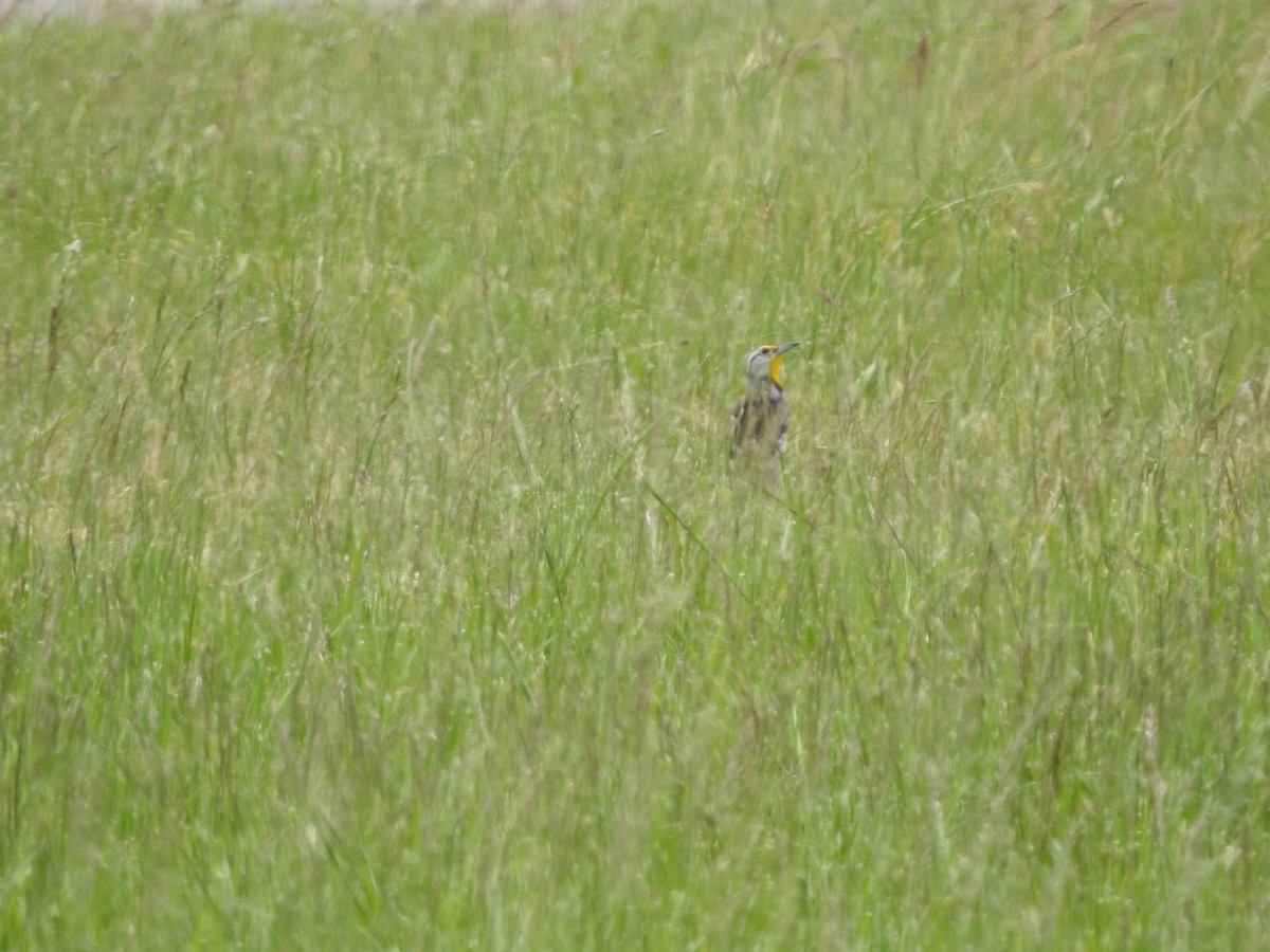 Eastern Meadowlark - ML578915641
