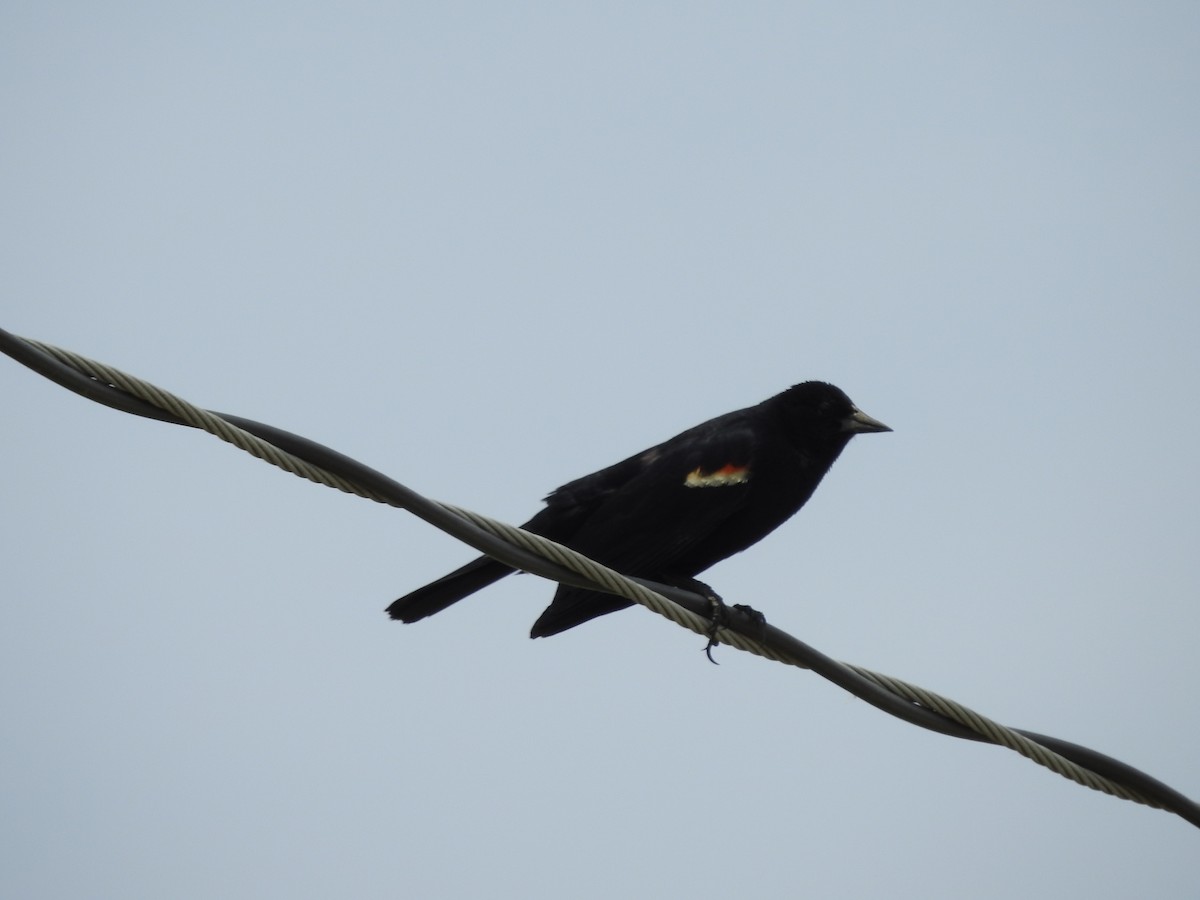 Red-winged Blackbird - ML578915711