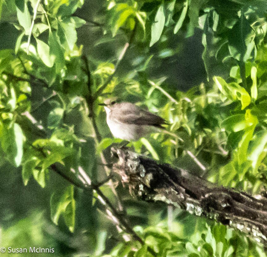 Spotted Flycatcher - ML578917021