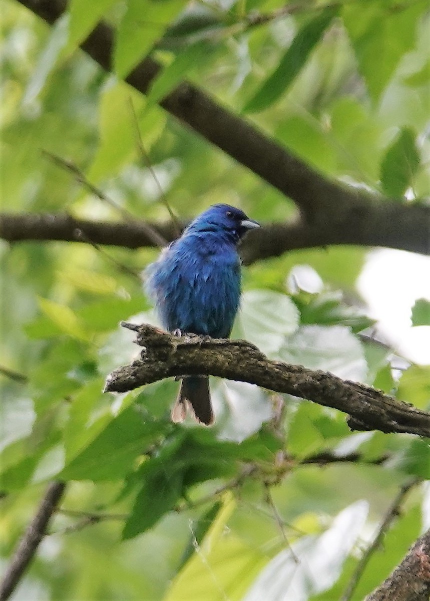 Indigo Bunting - Brian Lineaweaver