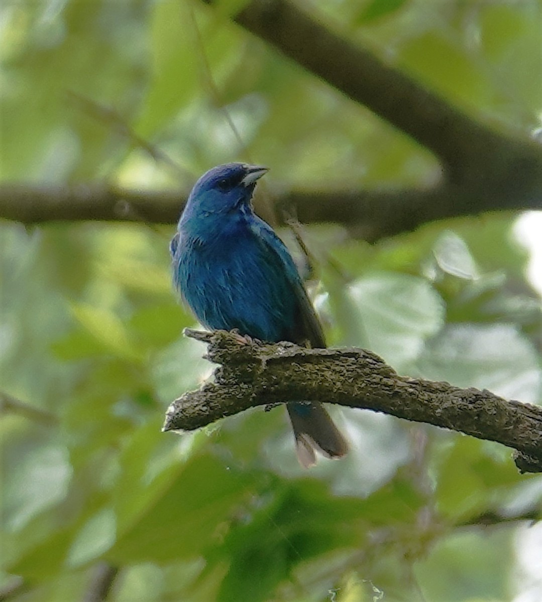 Indigo Bunting - ML578917321