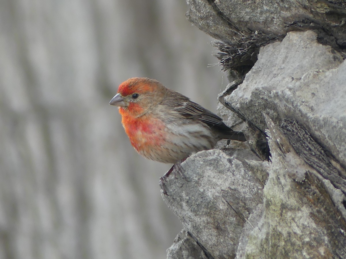 House Finch - ML578917391