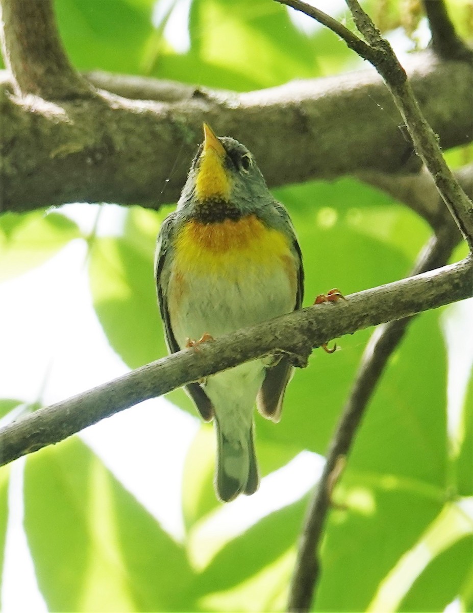 Northern Parula - ML578917611