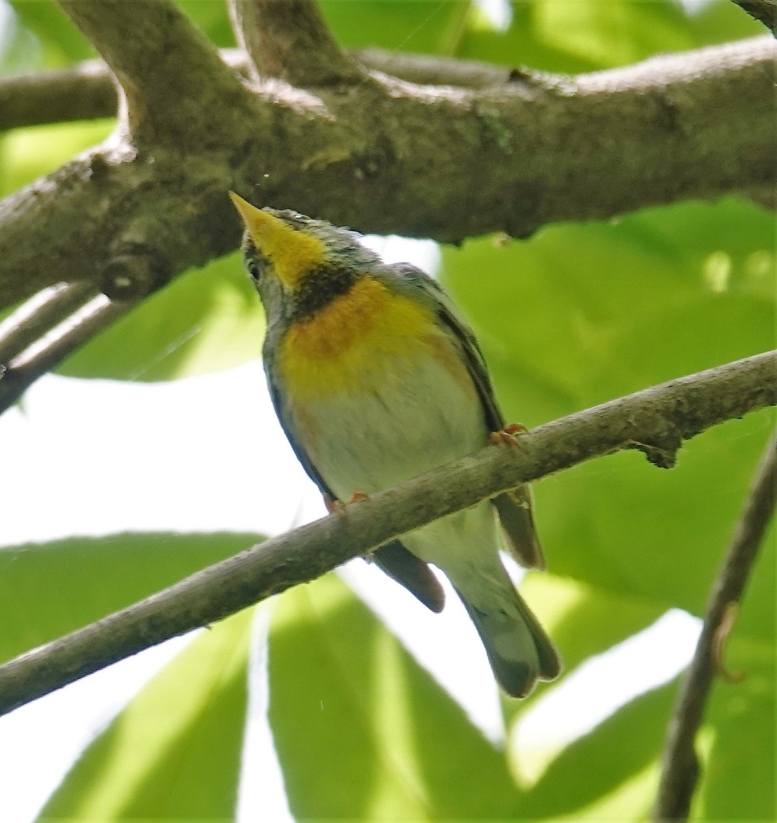 Northern Parula - ML578917621