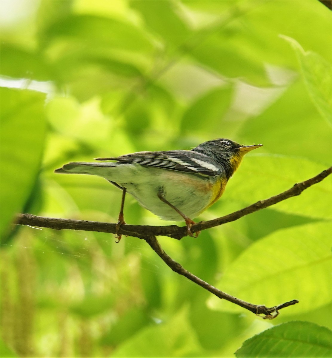 Northern Parula - ML578917641