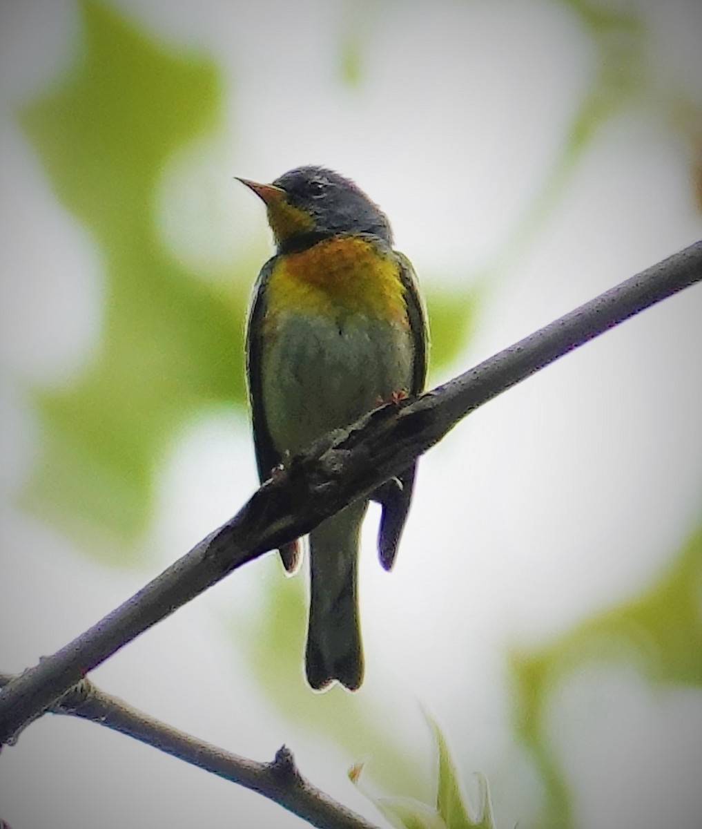 Northern Parula - ML578917651