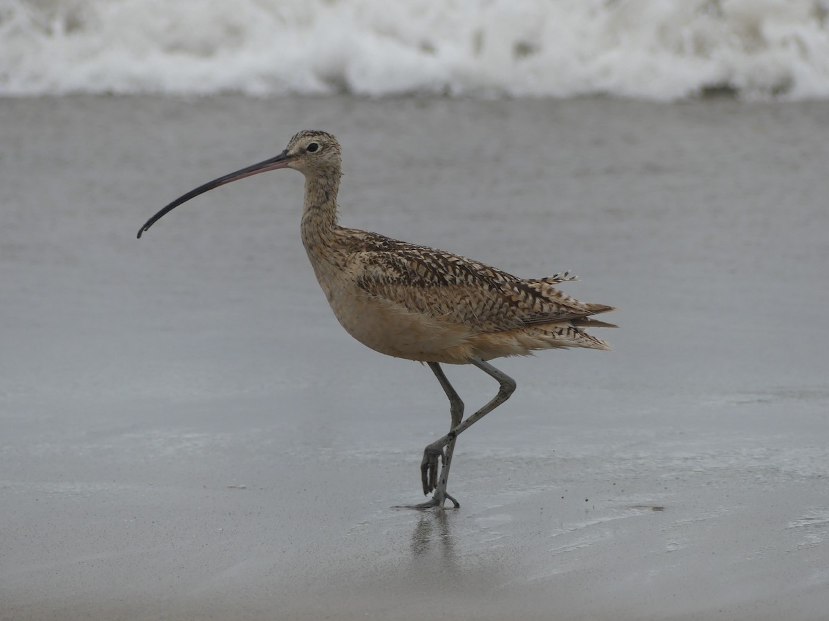 Long-billed Curlew - ML578917781