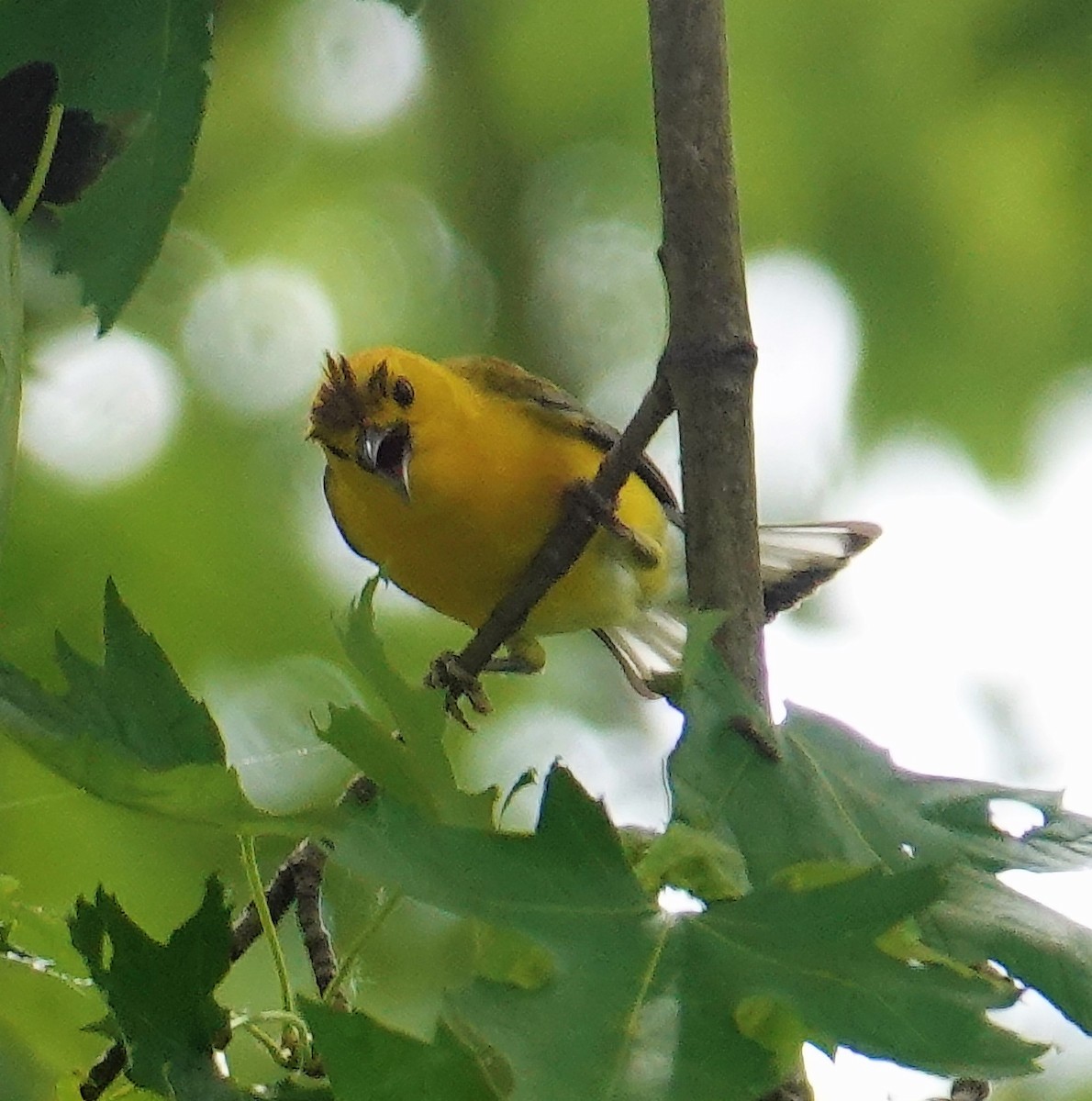 Prothonotary Warbler - ML578918011