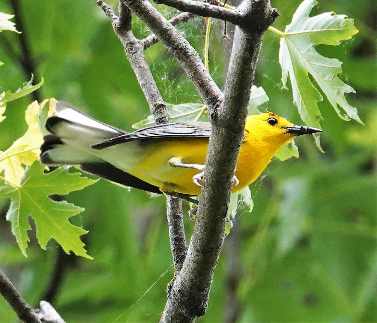 Prothonotary Warbler - ML578918051