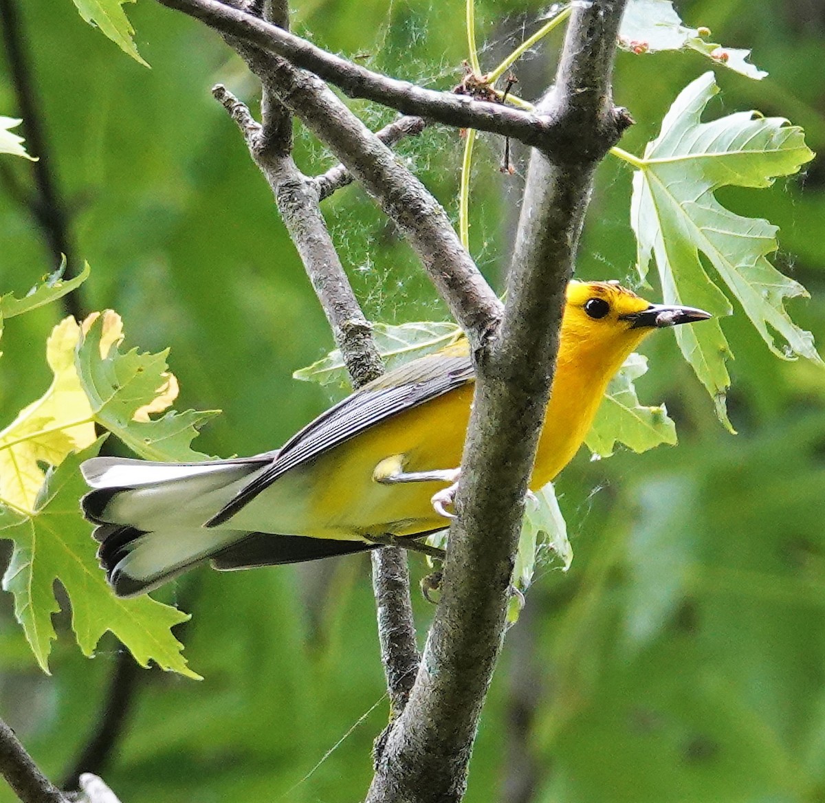 Prothonotary Warbler - ML578918061