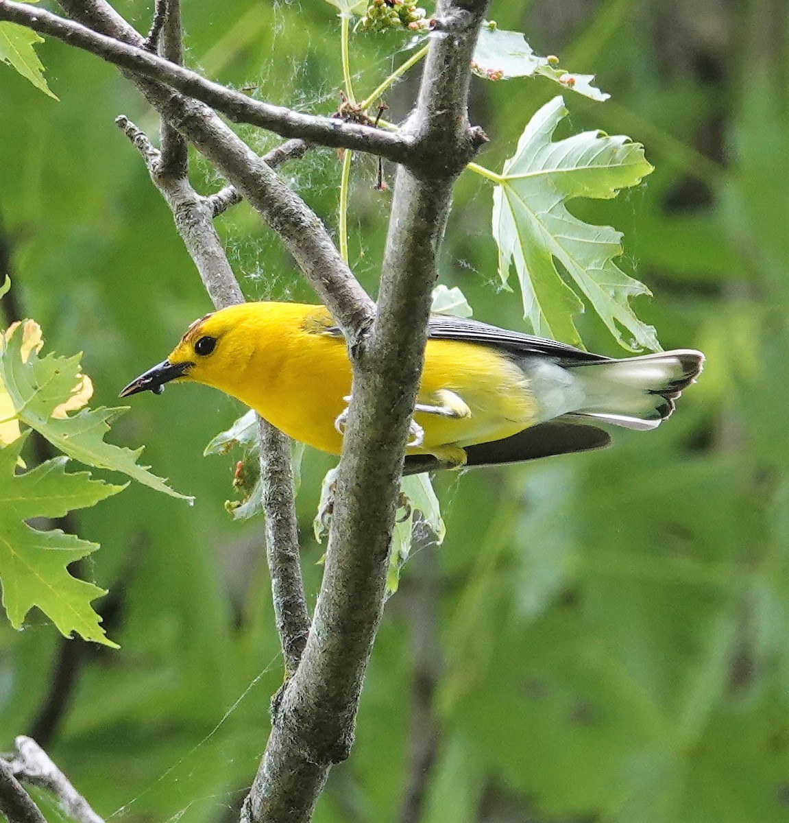 Prothonotary Warbler - ML578918961