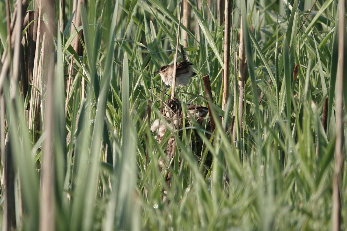 Marsh Wren - ML578919471