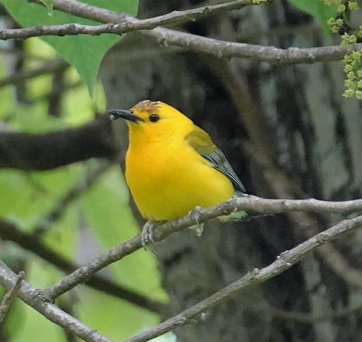 Prothonotary Warbler - ML578919601