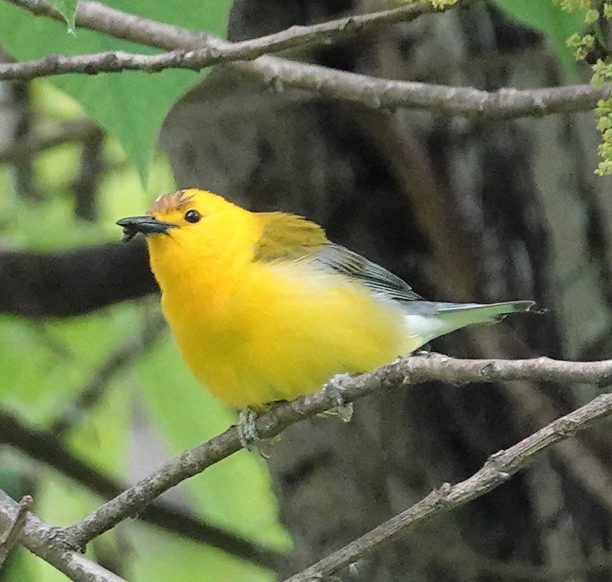 Prothonotary Warbler - ML578919611