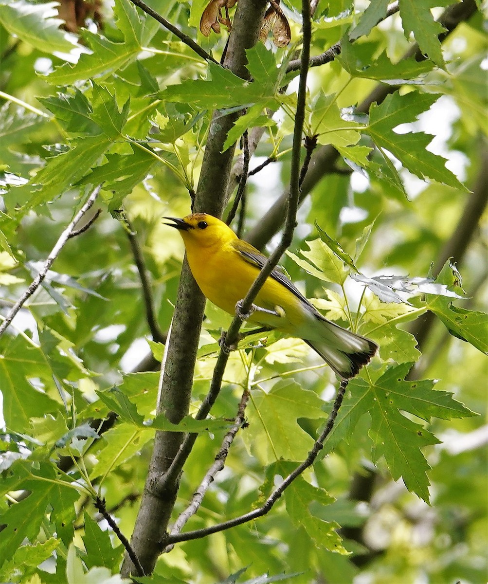 Prothonotary Warbler - ML578920771