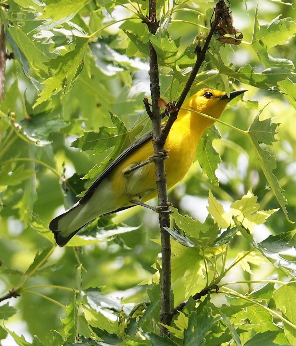 Prothonotary Warbler - ML578920781