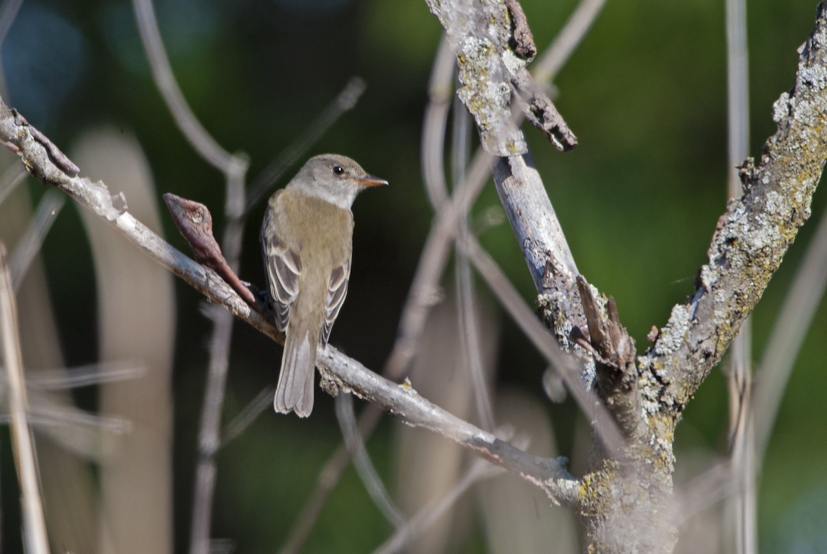 Alder Flycatcher - ML578922371