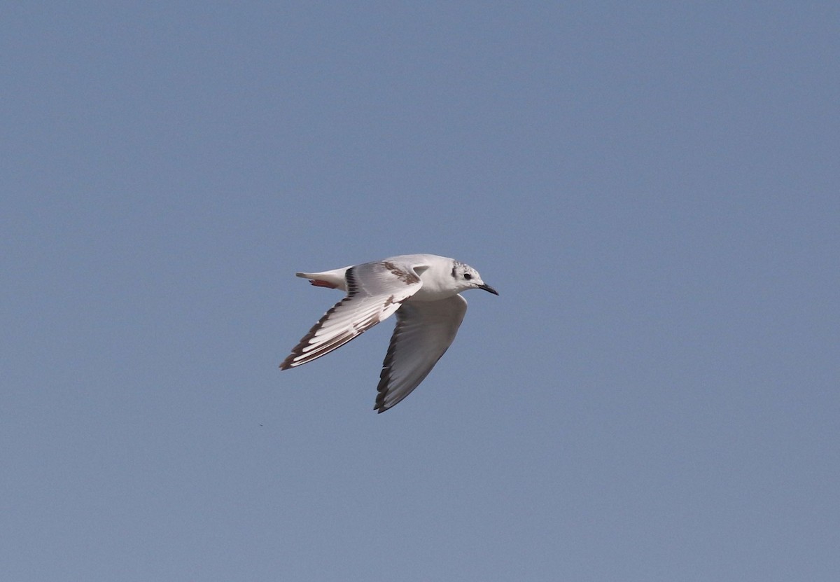 Bonaparte's Gull - Mary Backus