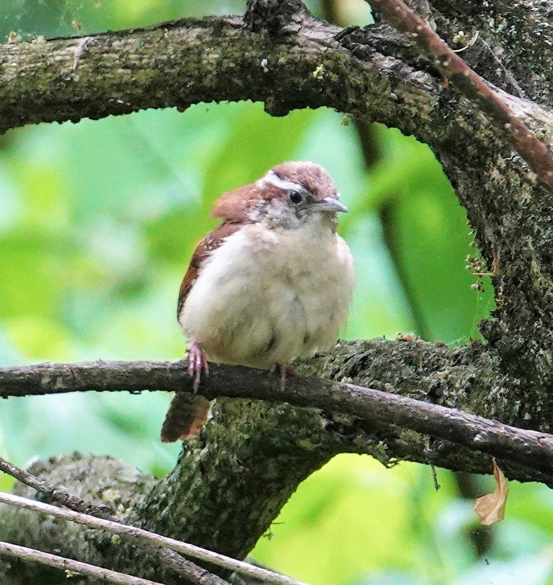 Carolina Wren - ML578923721