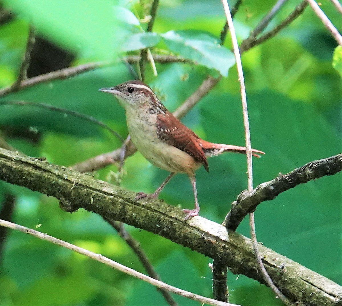 Carolina Wren - ML578923731